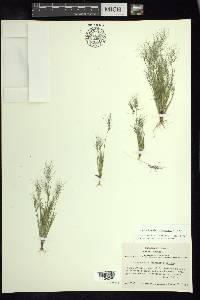 Muhlenbergia crispiseta image