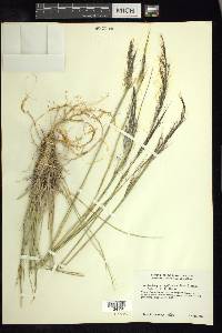 Muhlenbergia capillaris image