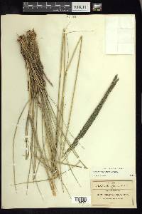 Muhlenbergia nigra image