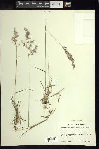 Melinis repens image