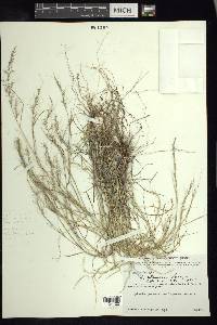 Muhlenbergia alamosae image