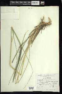 Muhlenbergia macroura image