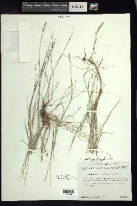 Muhlenbergia polycaulis image