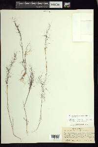 Muhlenbergia implicata image