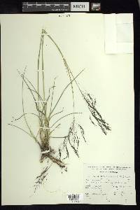 Muhlenbergia rigida image