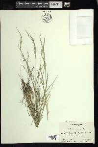 Muhlenbergia spiciformis image