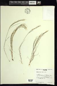Muhlenbergia flavida image