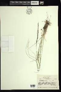 Muhlenbergia rigida image