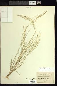 Muhlenbergia flavida image
