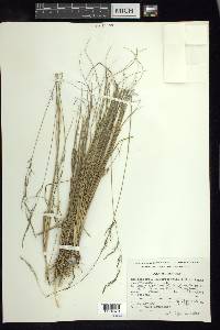 Muhlenbergia quadridentata image