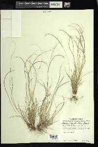 Microchloa kunthii image