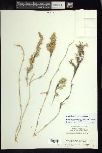 Distichlis littoralis image