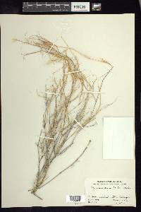 Muhlenbergia porteri image