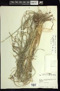 Muhlenbergia macrotis image