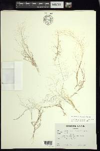 Muhlenbergia fragilis image