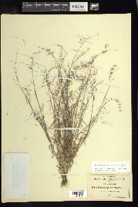 Muhlenbergia diversiglumis image