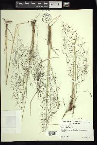 Muhlenbergia affinis image