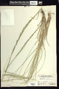 Muhlenbergia rigida image