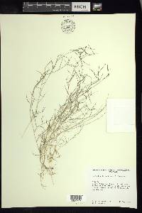 Muhlenbergia pectinata image