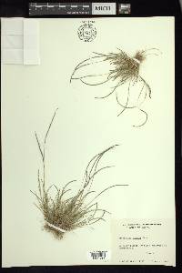 Microchloa kunthii image