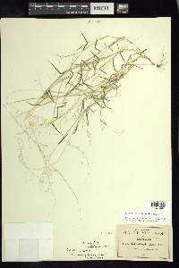 Muhlenbergia diversiglumis image