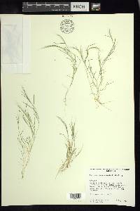 Muhlenbergia pectinata image