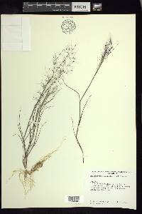 Muhlenbergia implicata image