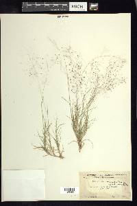 Muhlenbergia arizonica image