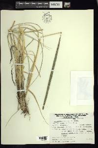 Muhlenbergia macroura image