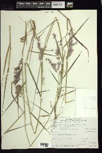 Melinis repens image