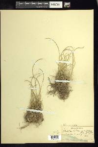 Microchloa indica image