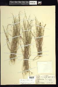 Muhlenbergia implicata image