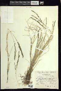 Muhlenbergia quadridentata image