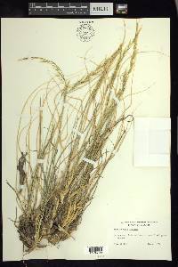 Muhlenbergia montana image