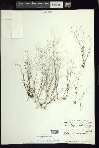 Muhlenbergia implicata image