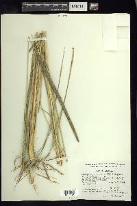 Muhlenbergia macroura image