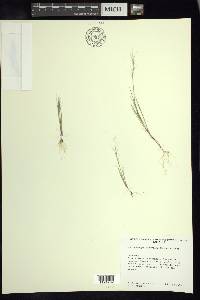 Muhlenbergia peruviana image