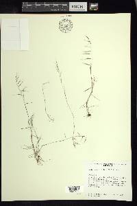 Muhlenbergia ciliata image