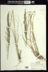 Muhlenbergia emersleyi image