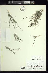 Muhlenbergia peruviana image