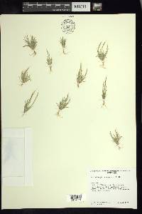 Muhlenbergia depauperata image