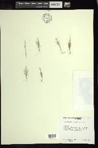 Muhlenbergia depauperata image