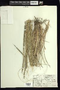 Muhlenbergia rigens image