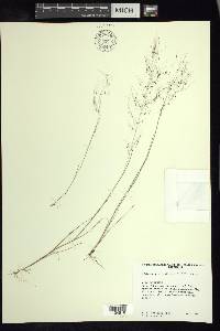 Muhlenbergia implicata image