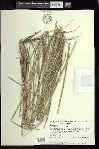 Muhlenbergia macroura image