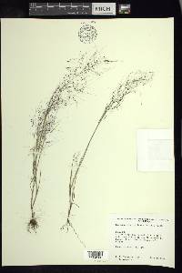 Muhlenbergia implicata image