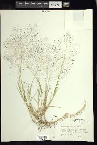 Muhlenbergia breviseta image