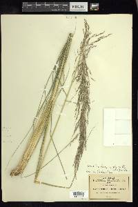 Muhlenbergia gigantea image