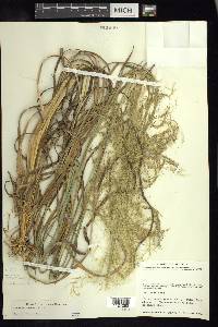 Muhlenbergia distichophylla image