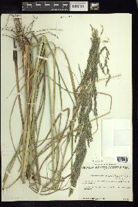 Muhlenbergia macrotis image